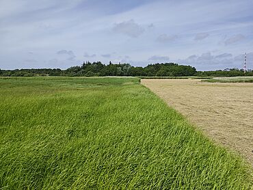 D26-03-009: Hiirlön
							25980 Sylt